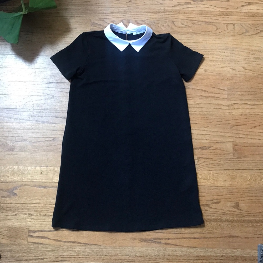 🐾 Zara: Black Collar Dress 🐾